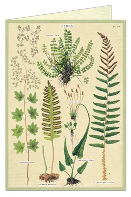  Fern  Card