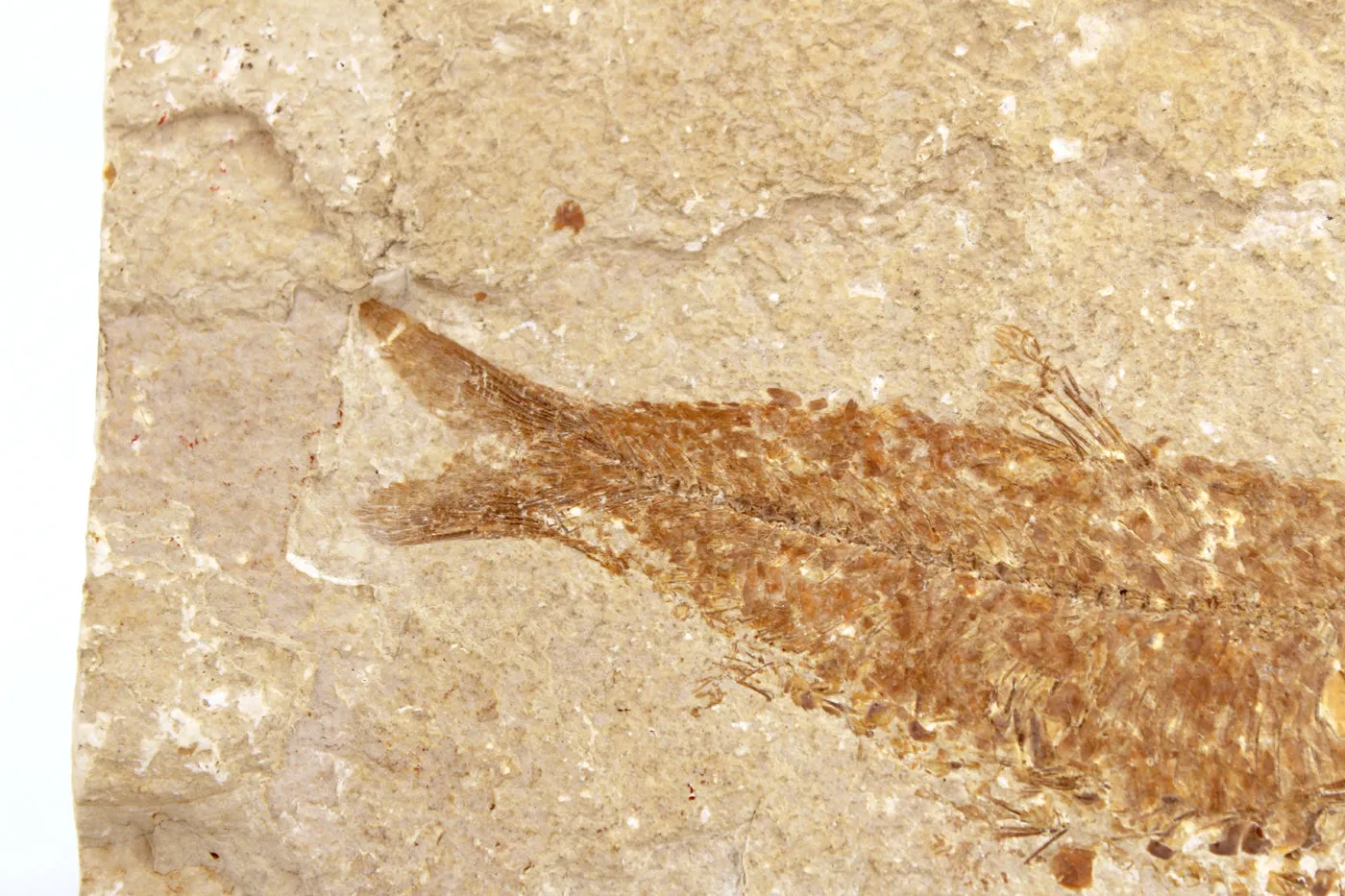 Fossilized Fish on Display Stand