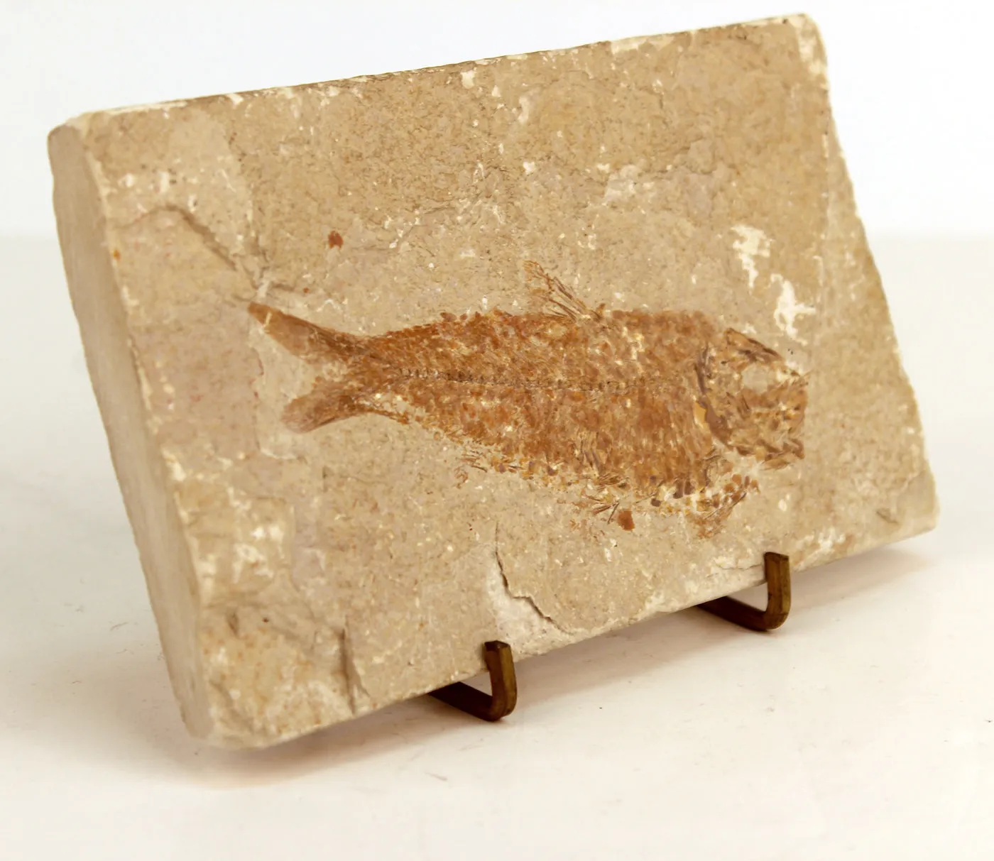 Fossilized Fish on Display Stand