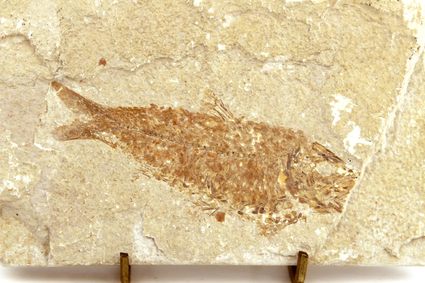 Fossilized Fish on Display Stand