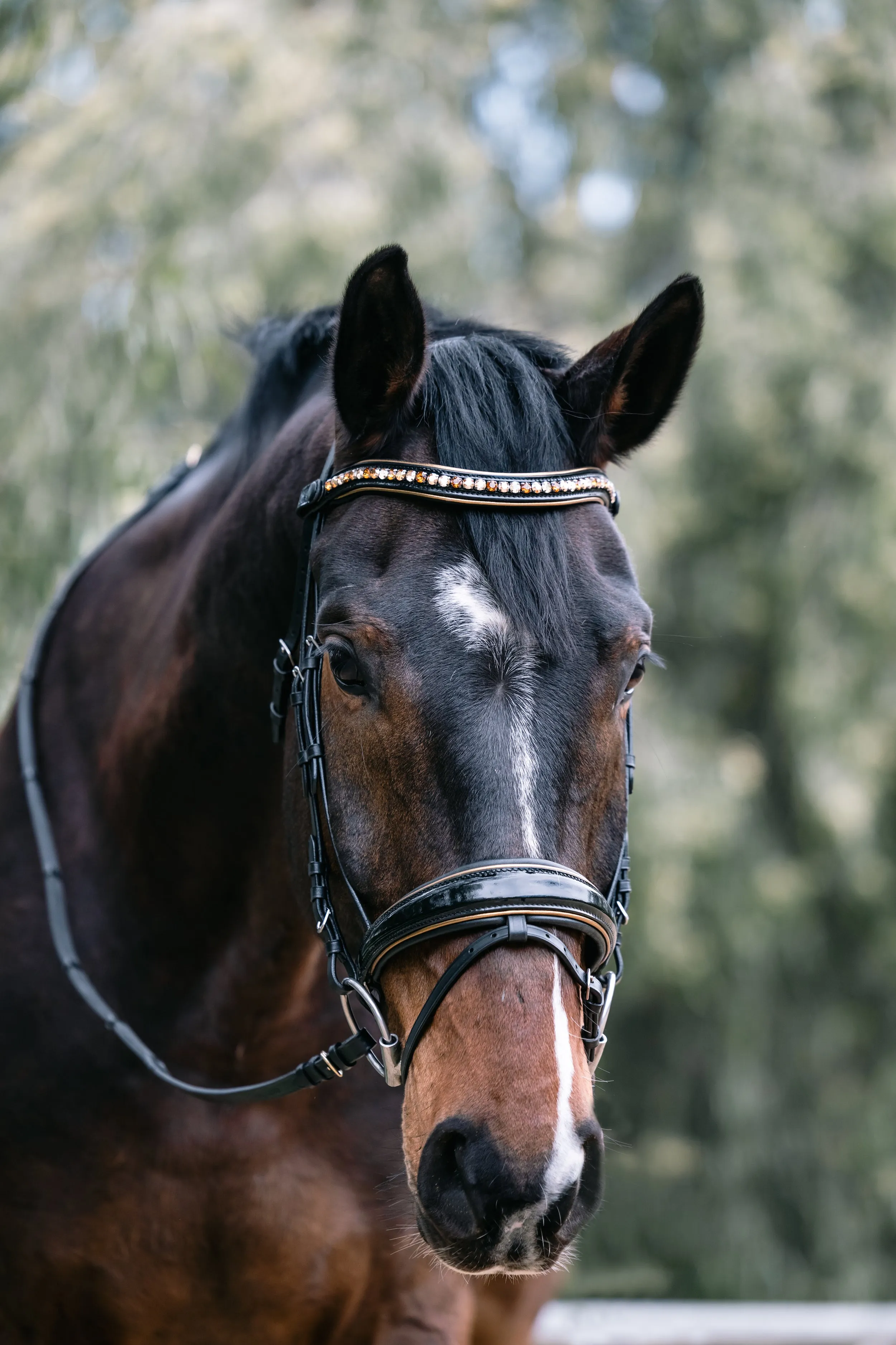 Geneva - Black Patent Snaffle Bridle with Metallic Gold Piping