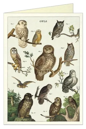  Owl Chart  Card